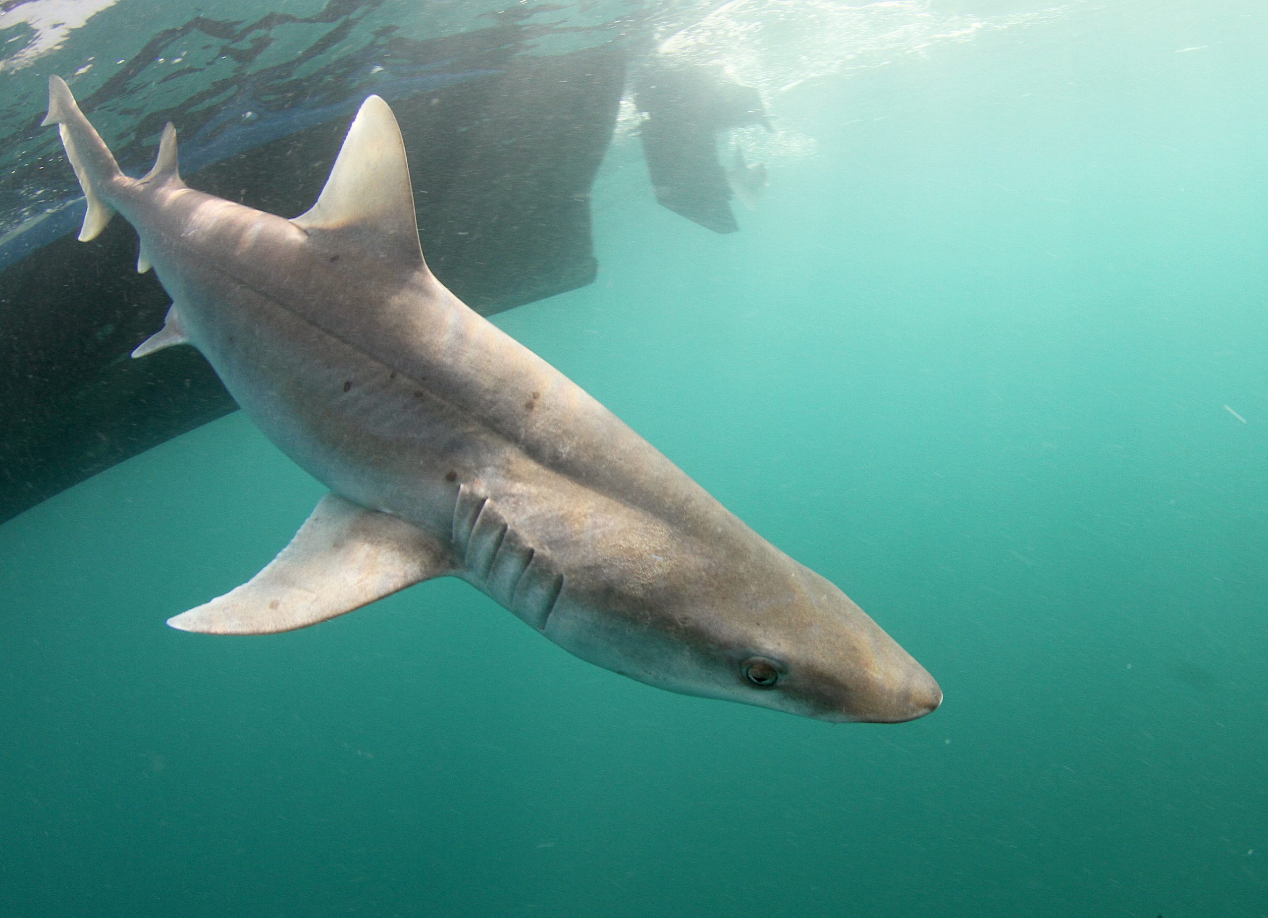 Cabo Verde's sharks are at -