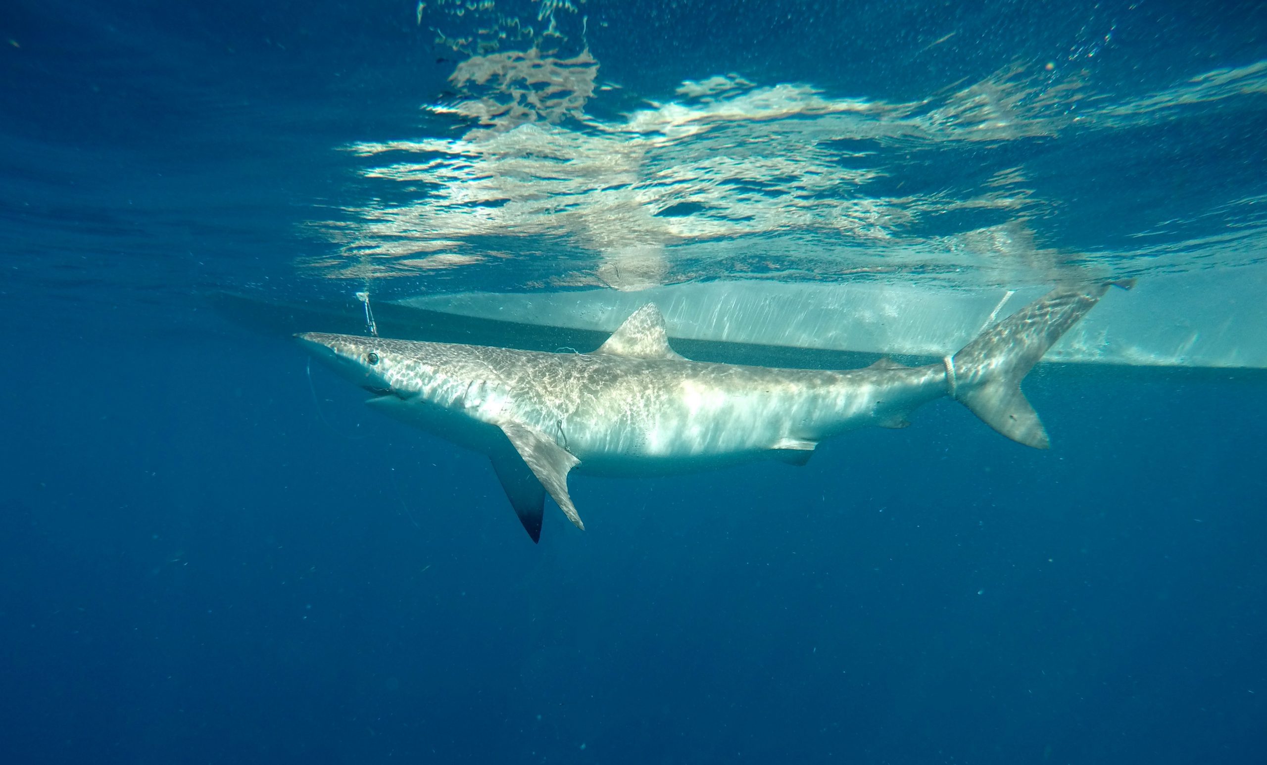 New light shed on little known night sharks - MarAlliance.org