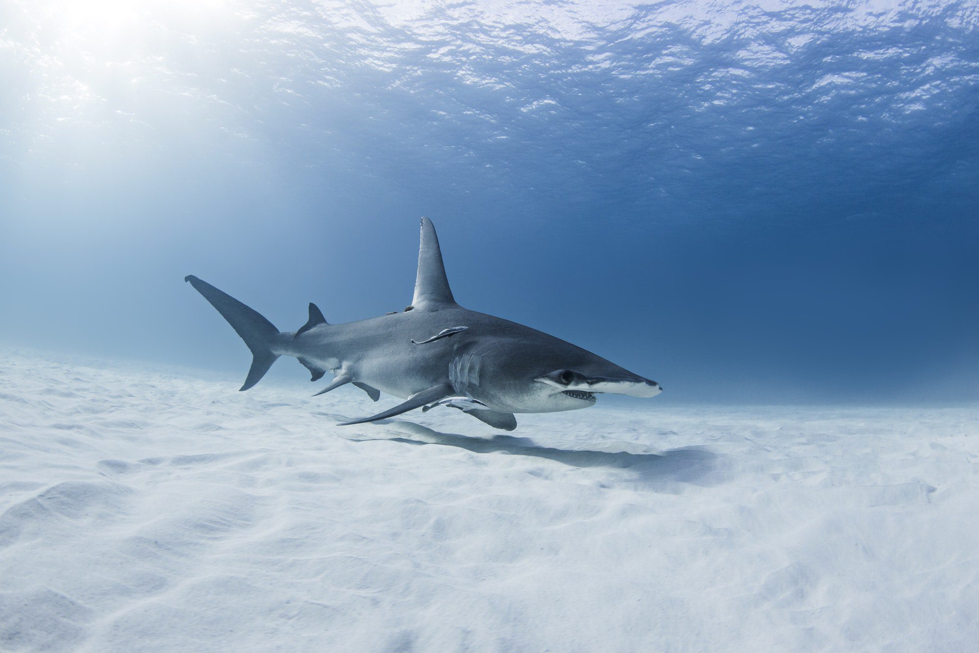 Great Hammerhead Facts