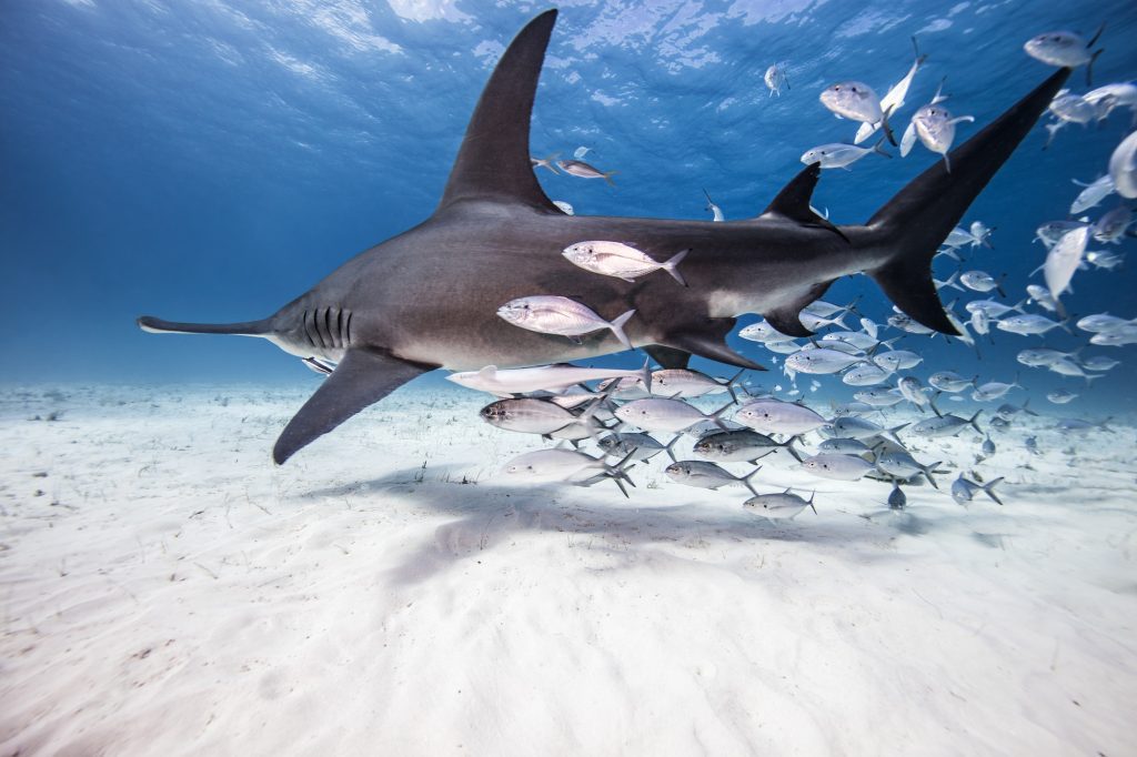 Underwater view of great hammerhead shark and baitfish, Bahamas