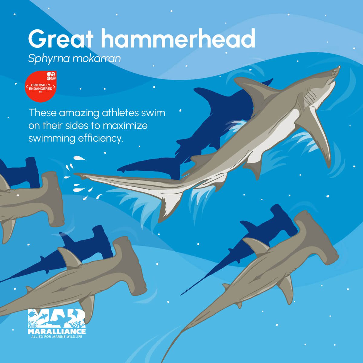 WEB_shark day_hammerhead-100