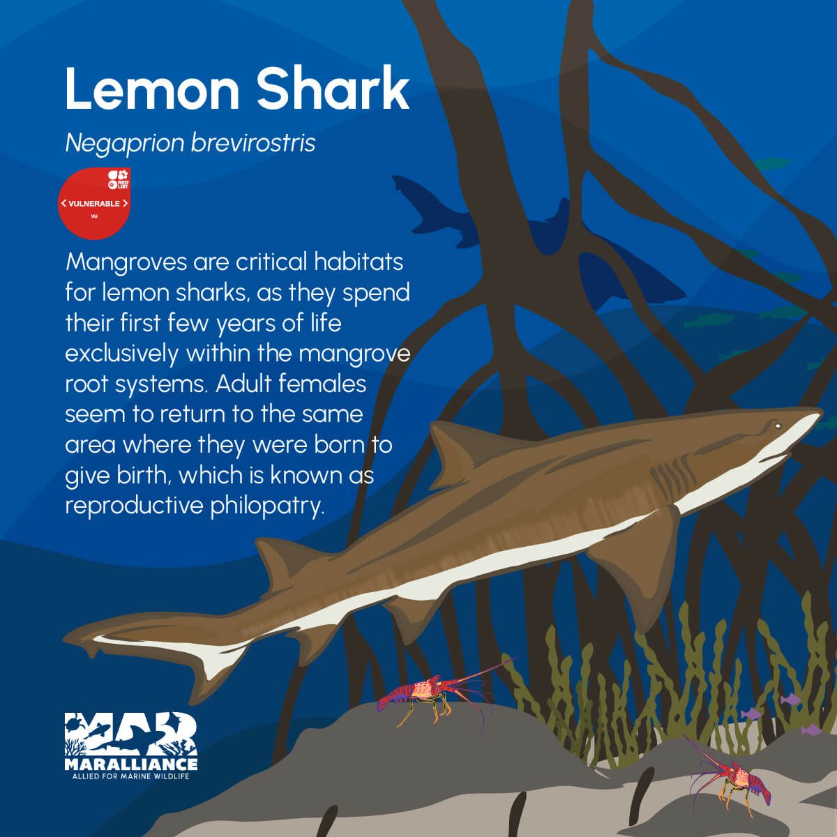 WEB_shark day_lemon shark-100