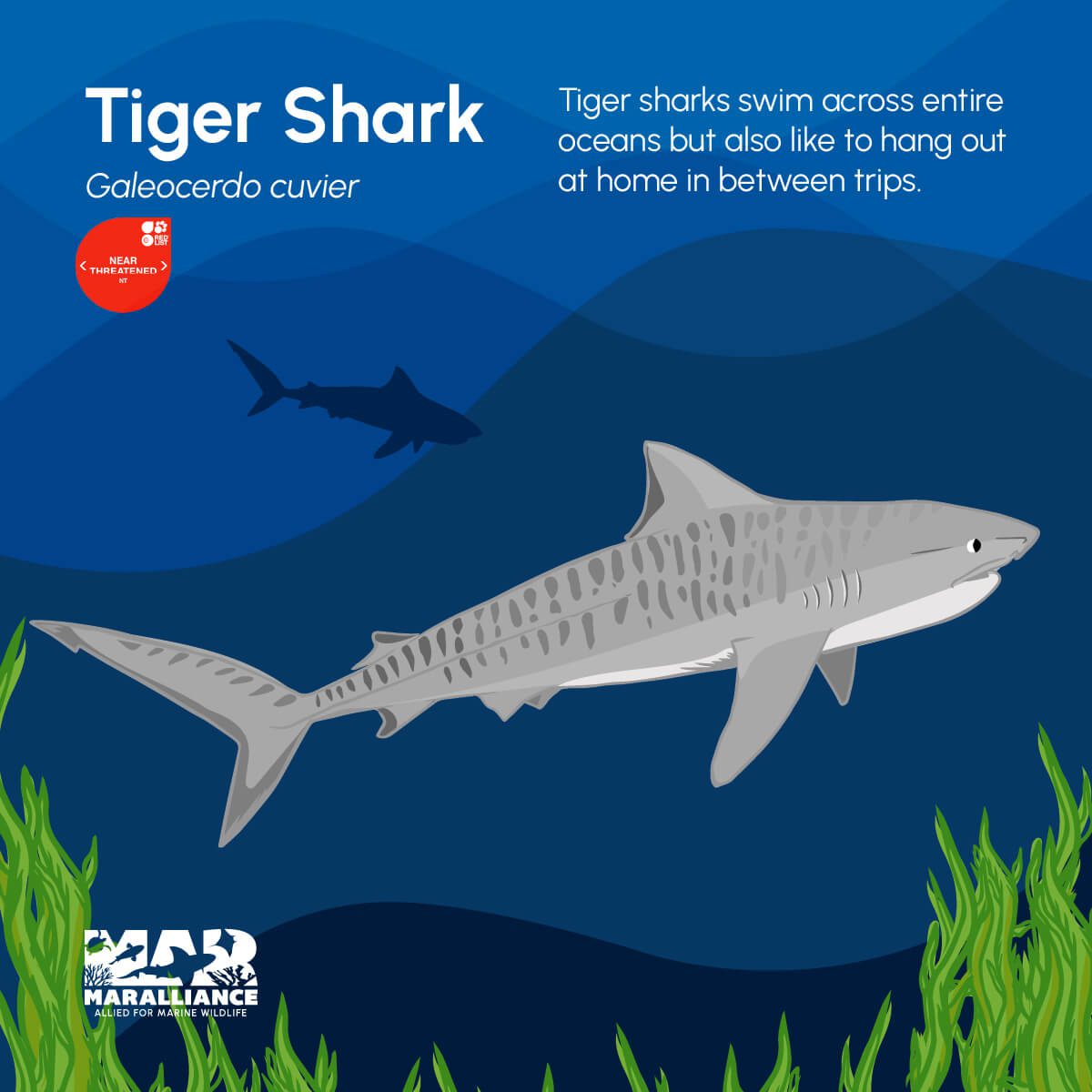WEB_shark day_tiger shark-100