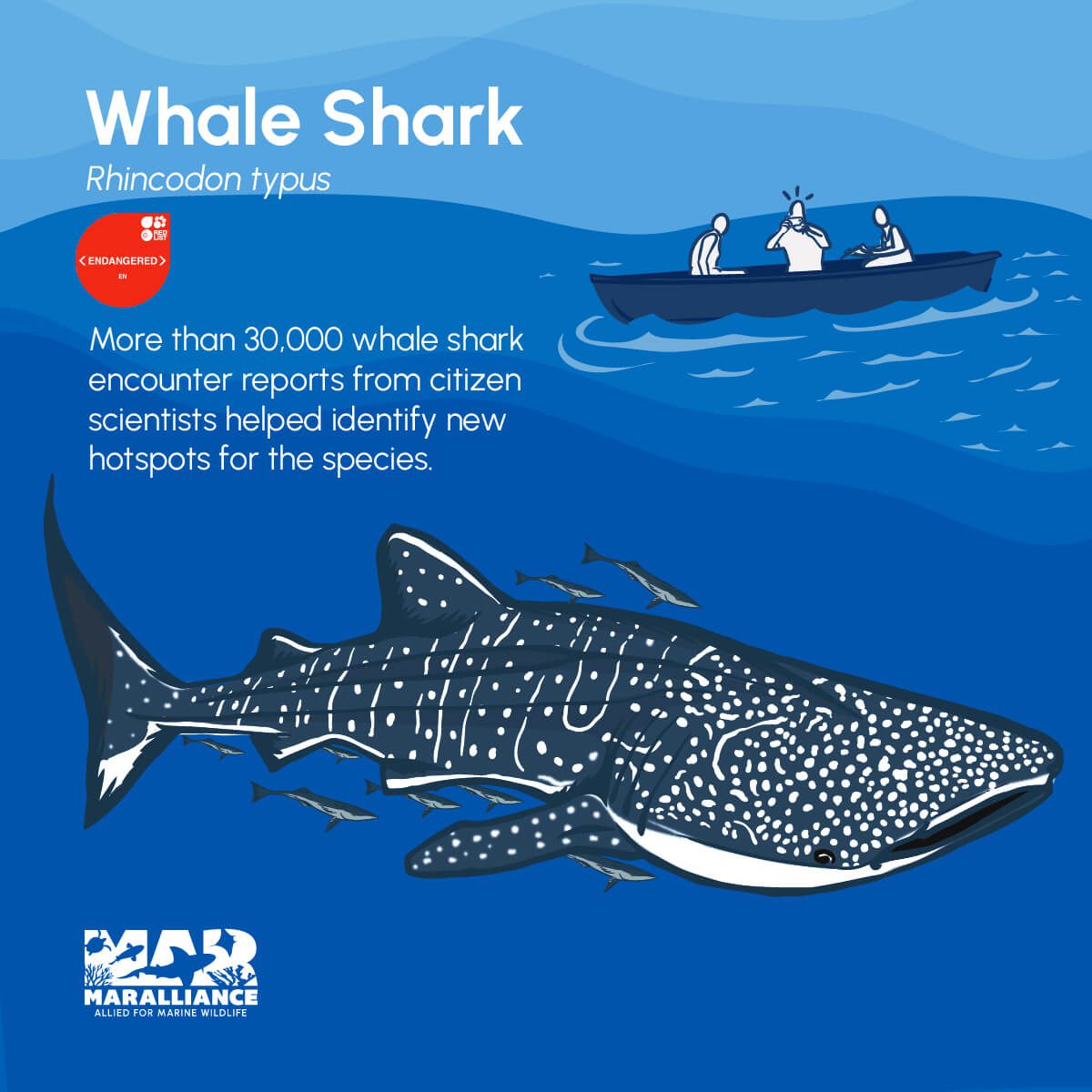 WEB_shark day_whale shark-100