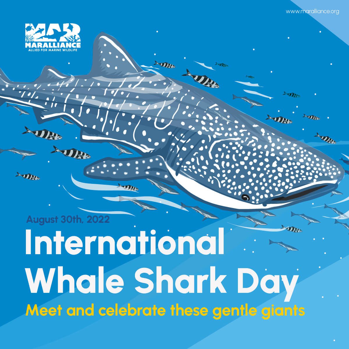 Whale shark day_draft-100 (1)