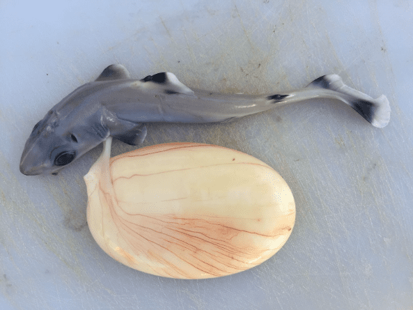 Do all sharks lay eggs? - MarAlliance.org