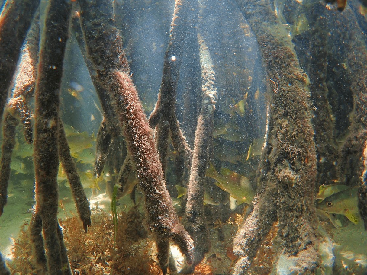 mangrove2
