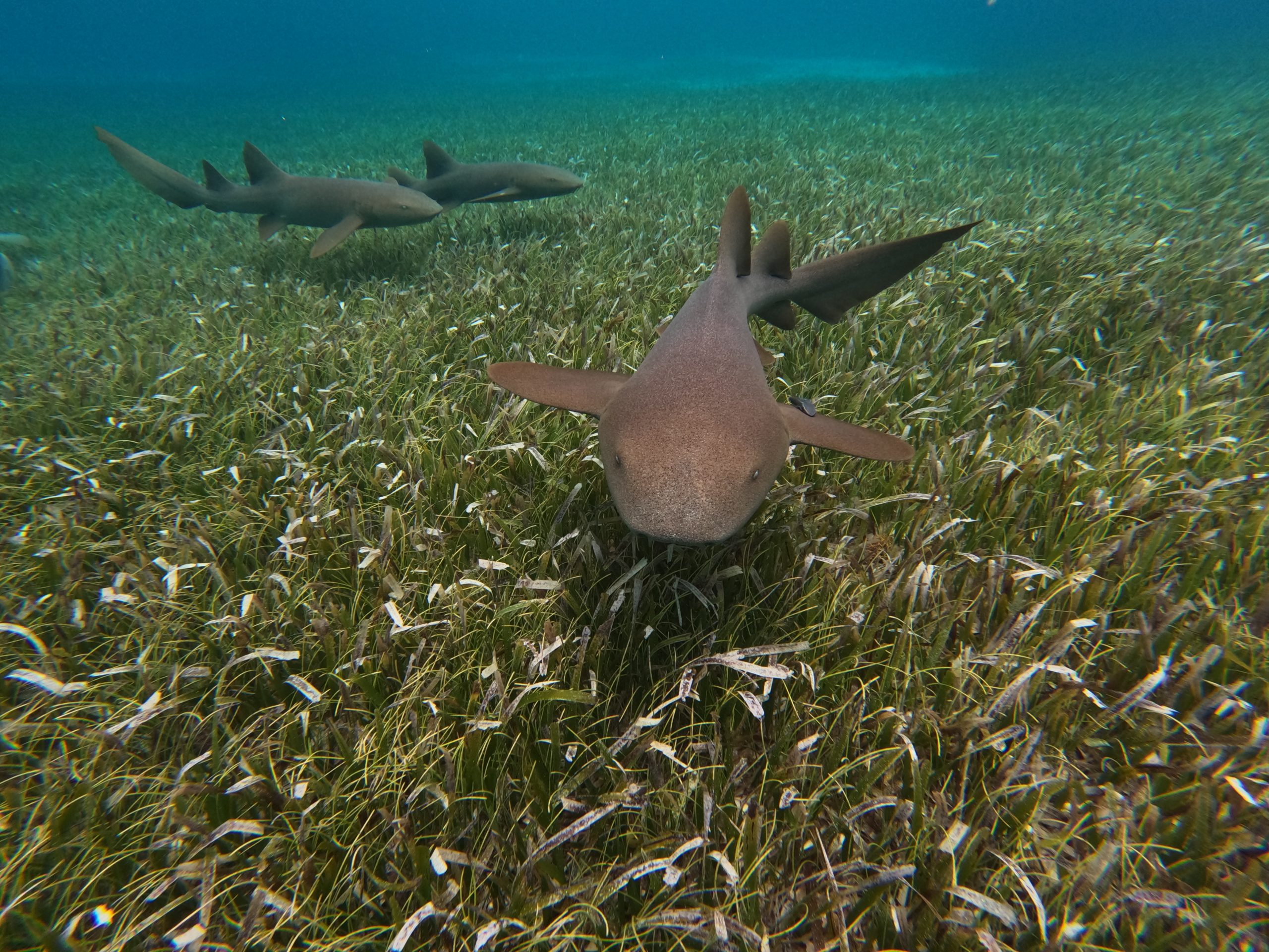 DCIM100GOPROGOPR0123