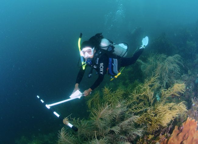 Corals CC Rachel Graham_MarAlliance 2