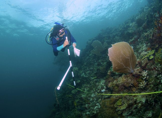 Corals CC Rachel Graham_MarAlliance