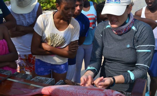 Marine-Megafauna-Monitoring-Courses