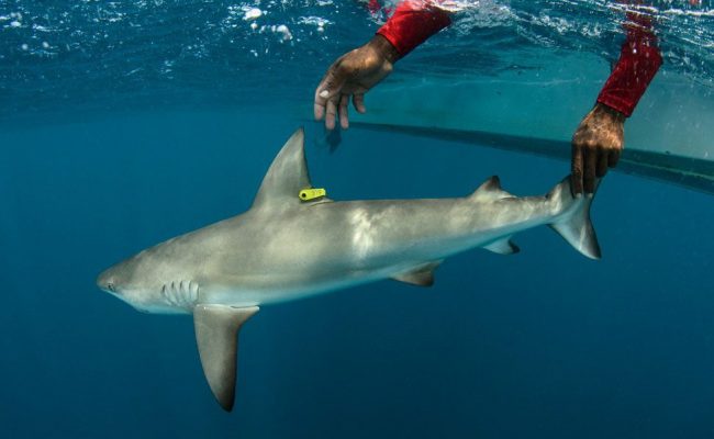 Partnering-for-Genetic-Science-shark-tag