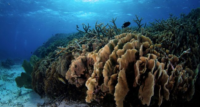 Reef in Honduras_credit Rachel Graham